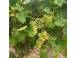 Vin d.o.c. muscat ottonel i feteasca alba produse piata alimentatie 915781 poza 3